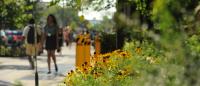 Flowers Sidewalk